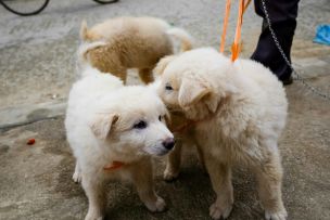Những chú chó con lông trắng