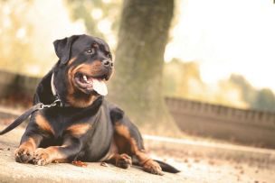 A Rottweiler laying on the ground, outdoors on a sunny day.