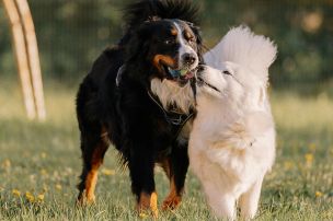 Two dogs, a Bernese Mountain Dog and a Samoyed, playing joyfully in a grassy park setting.